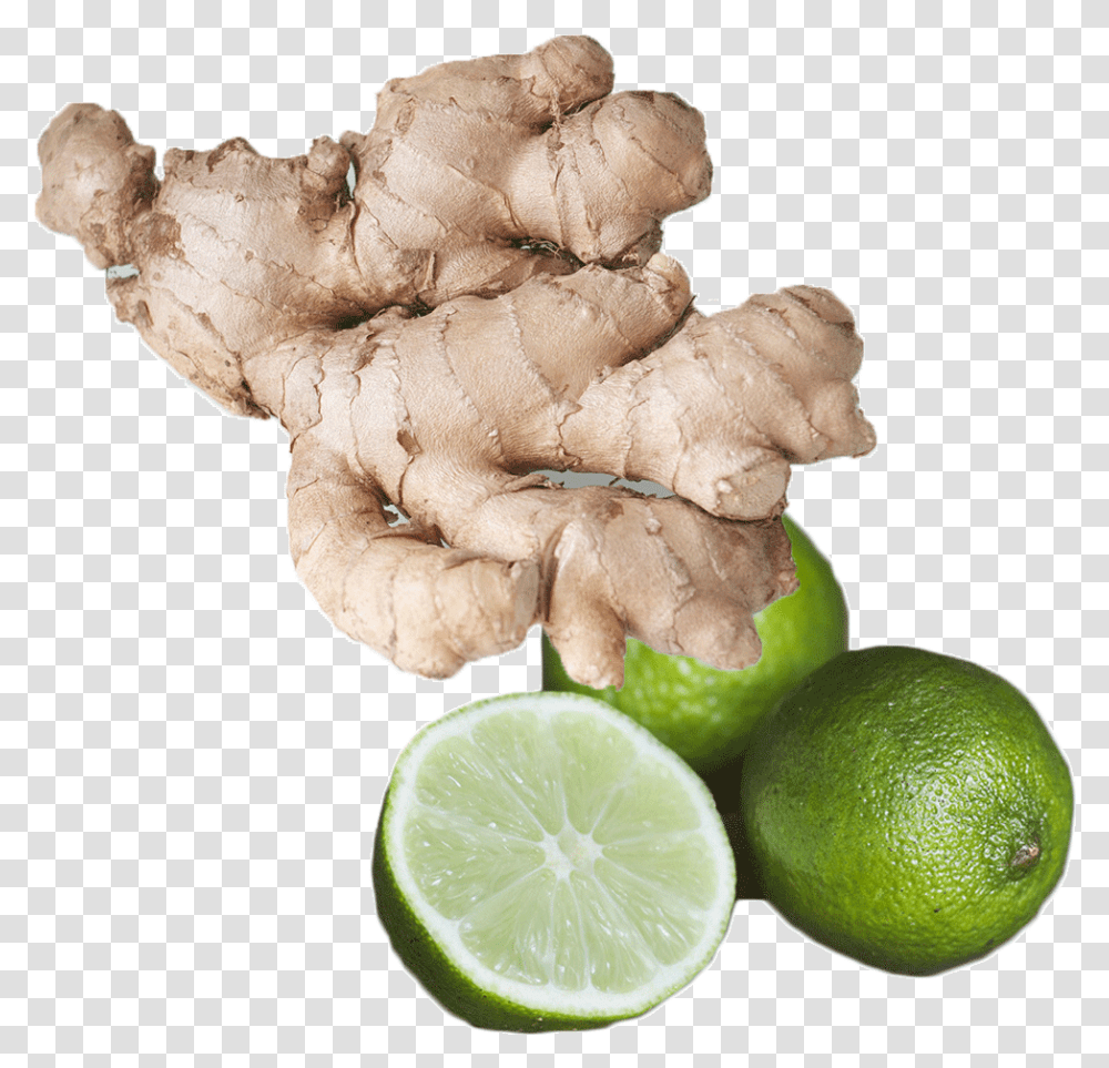 Fresh Ginger Lime Fragrance Oil Eat Ginger, Plant, Citrus Fruit, Food, Fungus Transparent Png