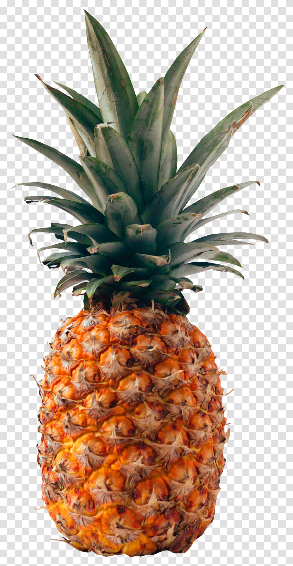 Fresh Golden Pineapple - For Free Pineapple Fruit Transparent Png