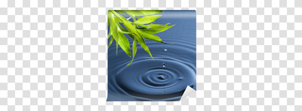 Fresh Green Bamboo Leaf With Water Drop Drop, Plant, Outdoors, Ripple, Droplet Transparent Png