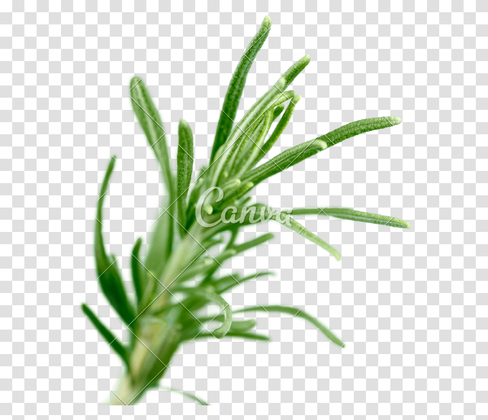 Fresh Green Sprig Of Rosemary Isolated On A White Background, Plant, Aloe, Leaf, Vegetable Transparent Png