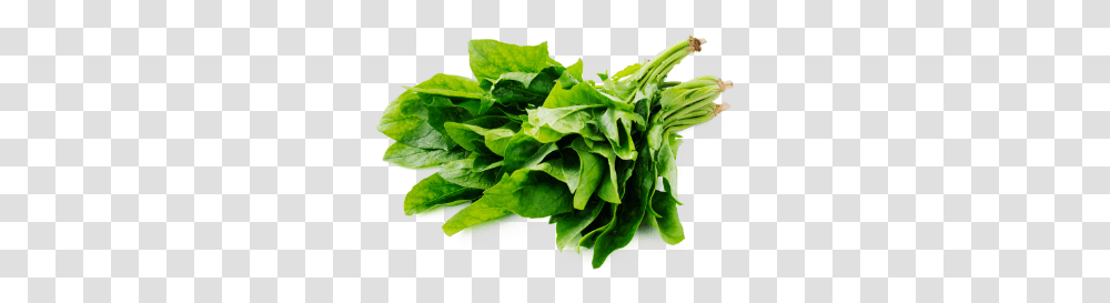 Fresh Grownenglishspinachsupplierswholesalershydro Spinach, Plant, Vegetable, Food, Produce Transparent Png