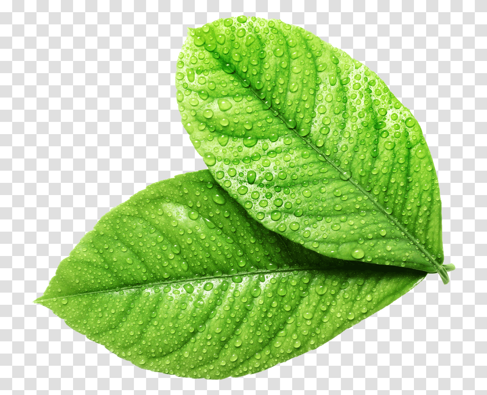 Fresh Leaves, Leaf, Plant, Green, Veins Transparent Png