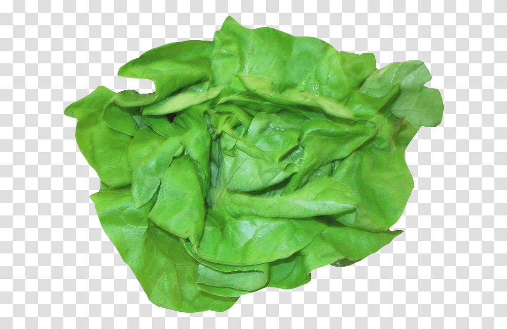 Fresh Lettuce Image Sandwich Lettuce, Plant, Vegetable, Food, Cabbage Transparent Png