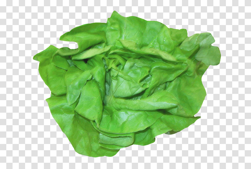 Fresh Lettuce Image, Vegetable, Plant, Food, Rose Transparent Png