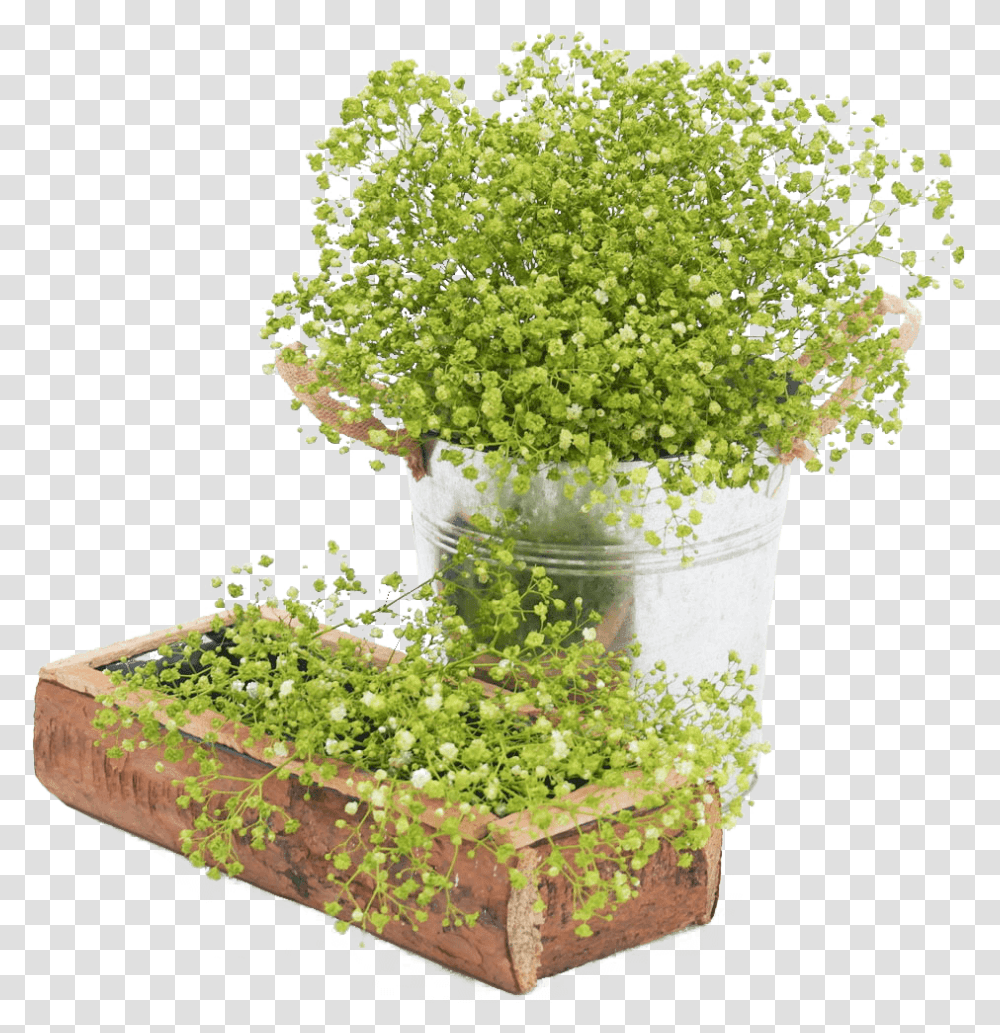 Fresh Lime Green Babys Breath Natural Flowers For Sale Flowerpot, Plant, Jar, Vase, Pottery Transparent Png