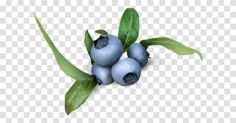 Fresh Organic Blueberries Falconglen Farms Bilberry, Blueberry, Fruit, Plant, Food Transparent Png