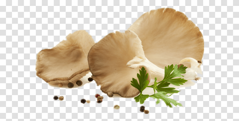 Fresh Oyster Mushroom, Plant, Fungus, Agaric, Bird Transparent Png