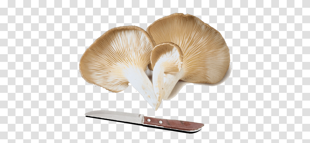Fresh Oyster Mushrooms, Fungus, Plant, Amanita, Agaric Transparent Png