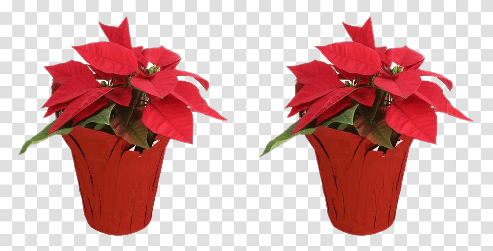 Fresh Poinsettias Lovely, Leaf, Plant, Flower, Blossom Transparent Png