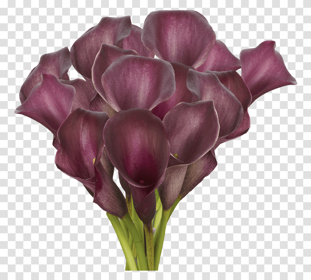 Fresh Purple Calla Lily Flowers Lovely, Geranium, Plant, Blossom, Rose Transparent Png
