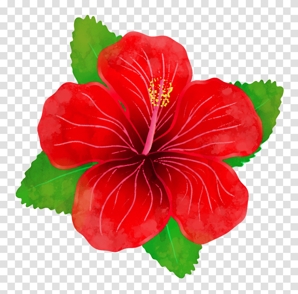 Fresh Red Hibiscus Flower Free Download, Plant, Blossom, Rose, Geranium Transparent Png