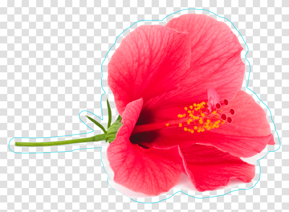 Fresh Sticker, Plant, Hibiscus, Flower, Blossom Transparent Png