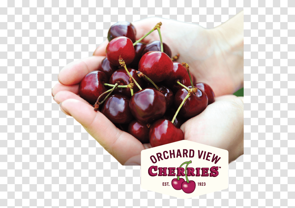 Fresh Sweet Cherries From Orchard View Cherry, Plant, Fruit, Food, Person Transparent Png