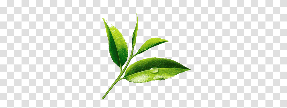 Fresh Tea Leaves, Plant, Leaf, Green Tea, Beverage Transparent Png