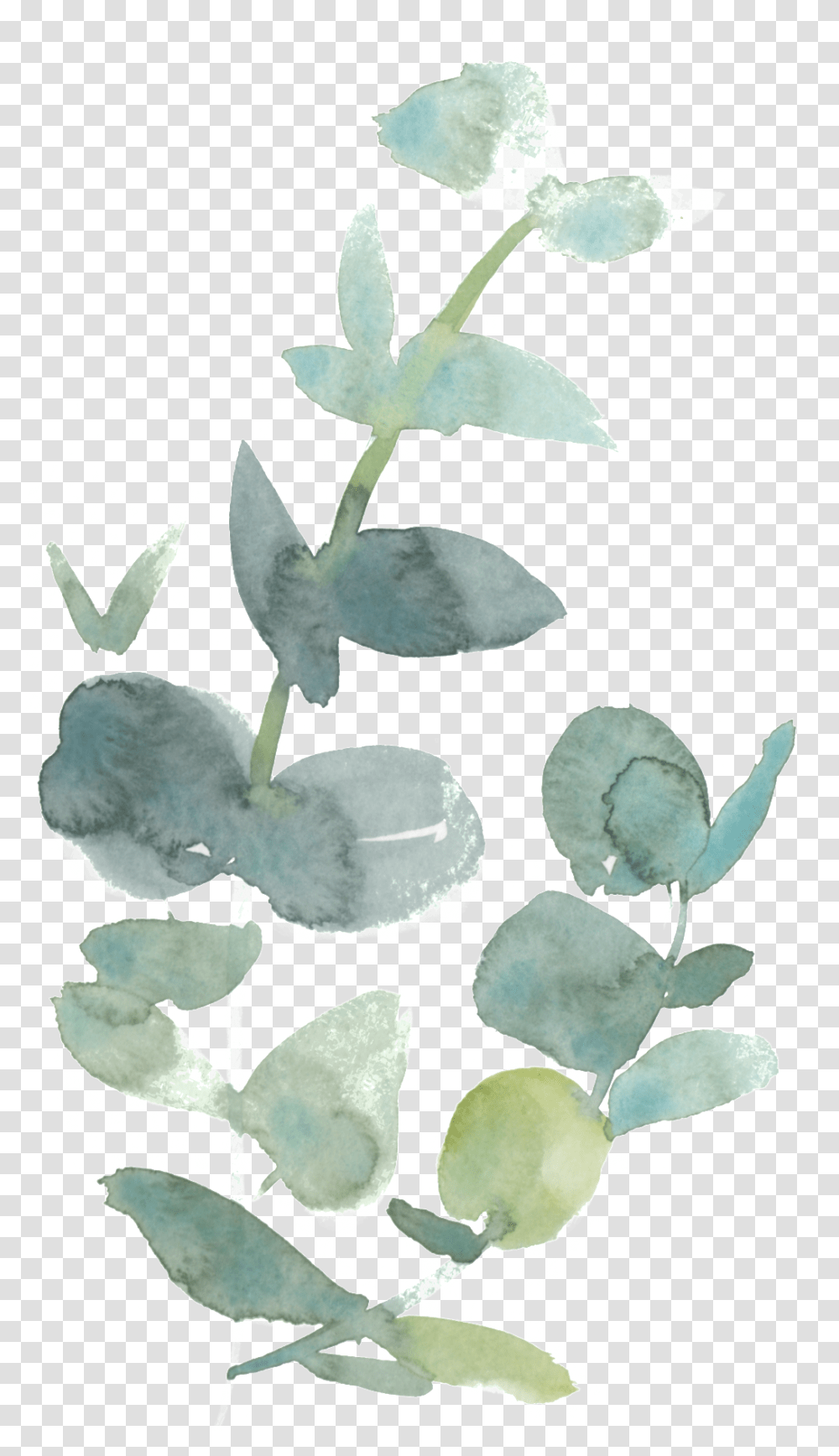 Fresh Watercolor Leaves Decorative Peach Coral Eastern Prickly Pear, Plant, Leaf, Flower, Blossom Transparent Png