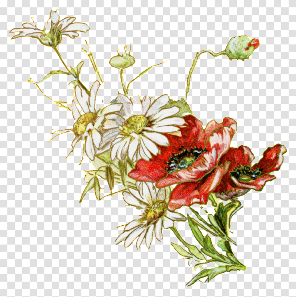 Fresh White Hand Drawn Chrysanthemum Decorative Elements Free, Floral Design, Pattern Transparent Png
