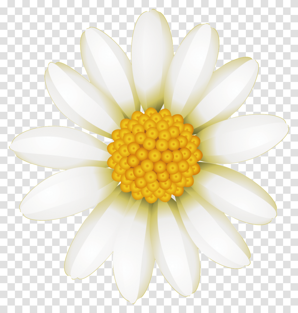 Fresh White Hand Drawn Chrysanthemum Decorative Elements Marguerite Daisy, Plant, Flower, Daisies, Blossom Transparent Png