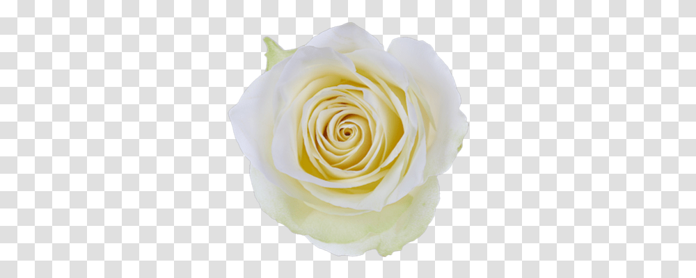 Freshbids Buy It Now Floribunda, Rose, Flower, Plant, Blossom Transparent Png