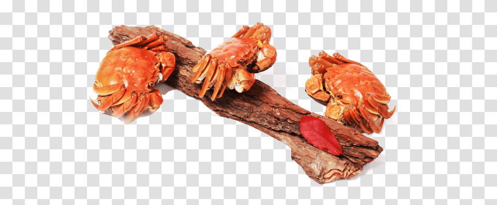 Freshwater Crab, Plant, Food, Wood, Animal Transparent Png