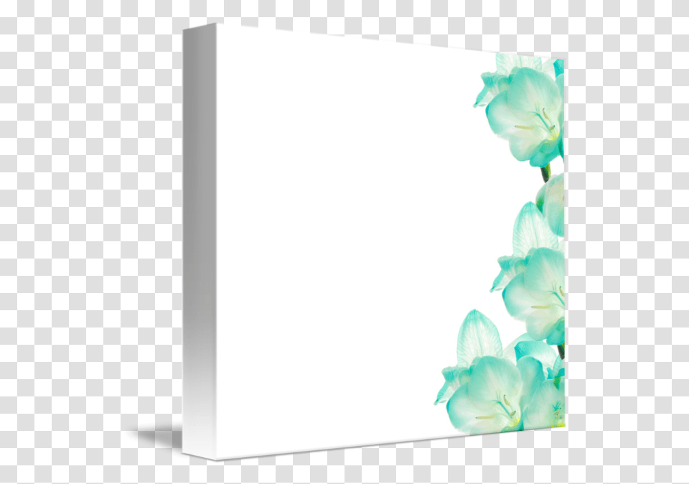 Fresia Flower Flower Border Design, Plant, Petal, Person, Screen Transparent Png