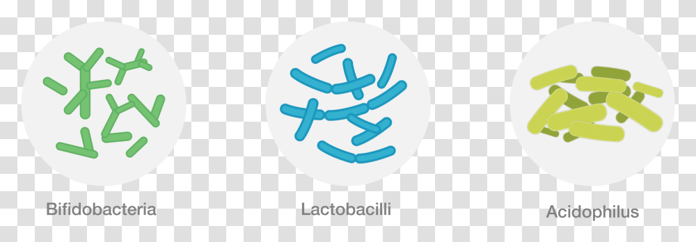 Friendly Bacteria, Alphabet Transparent Png