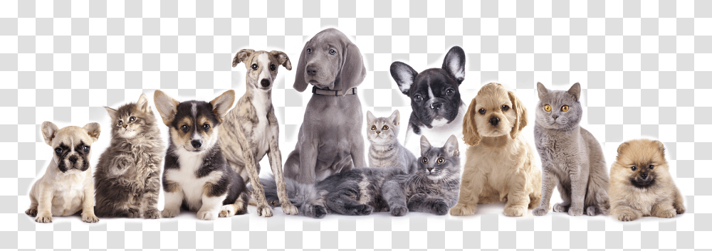 Friendly Paws Pet Resort Vaccine Cat And Dog, Animal, Mammal, Canine, Manx Transparent Png