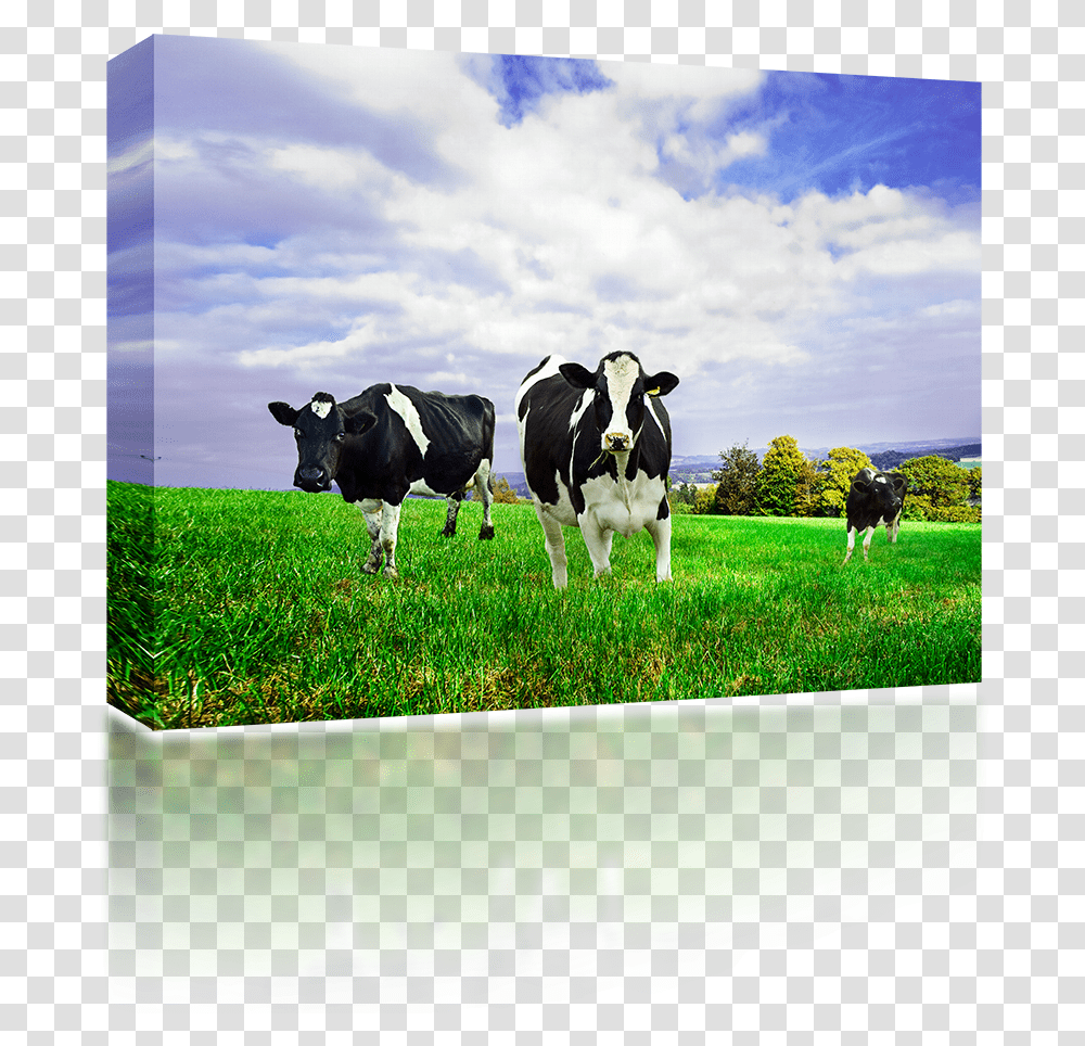 Friesian Holstein Dairy Cows New Zealand Milk Cow, Cattle, Mammal, Animal, Outdoors Transparent Png