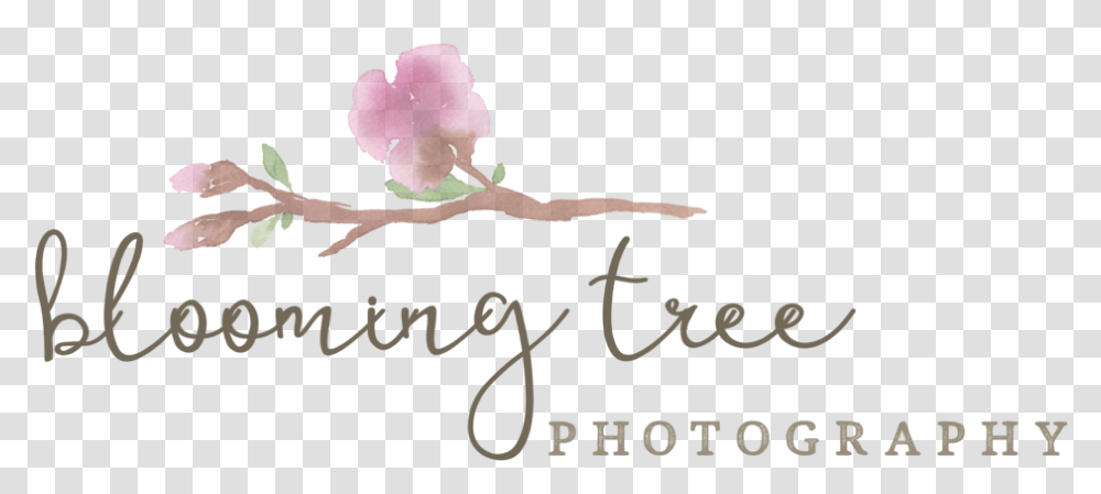Frisco Newborn Photographer Rosa Glauca, Plant, Flower, Blossom Transparent Png