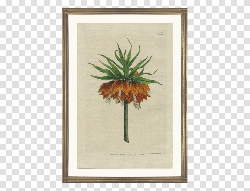 Fritillaria Imperialis Prent, Plant, Painting, Pineapple Transparent Png