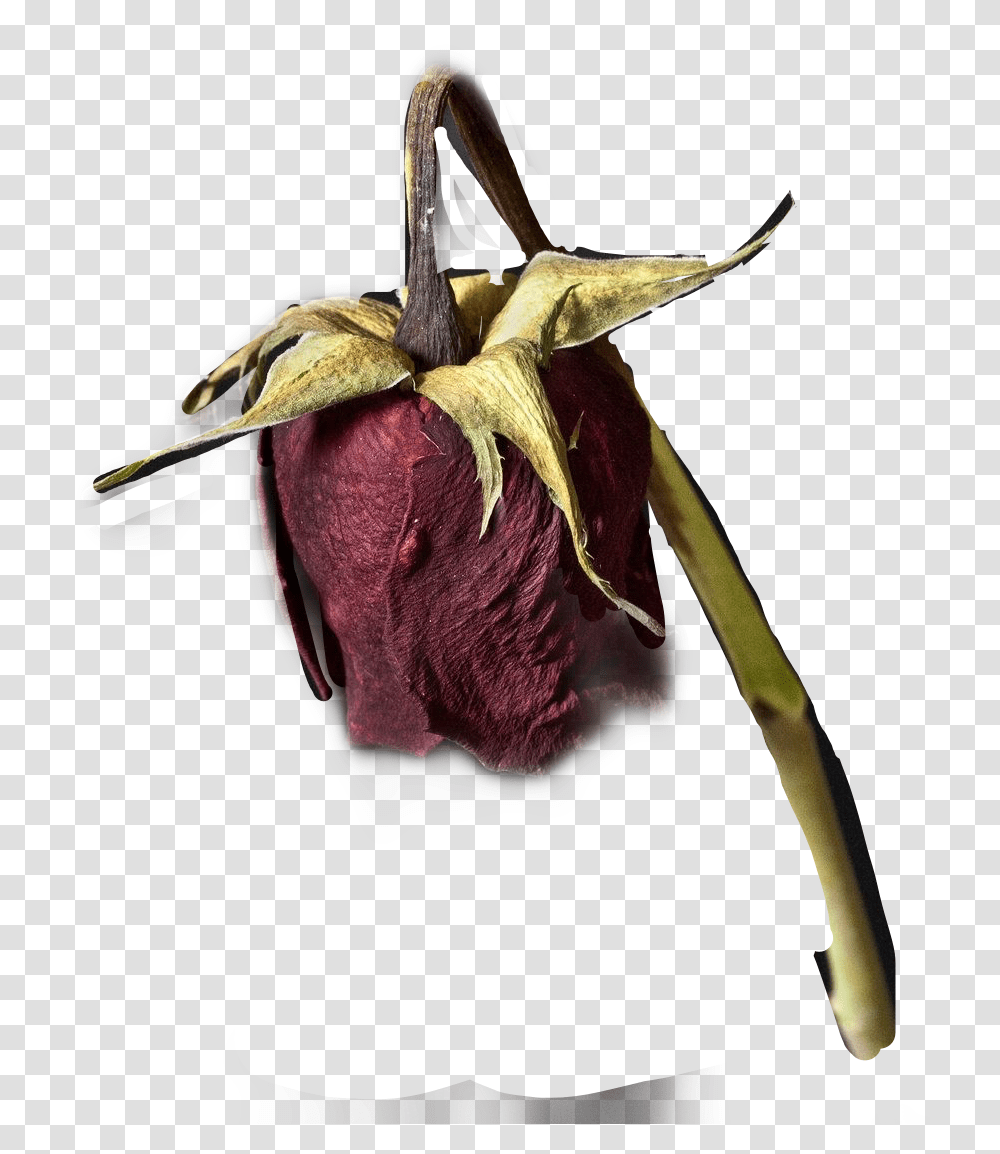 Fritillaria, Plant, Rose, Flower, Blossom Transparent Png