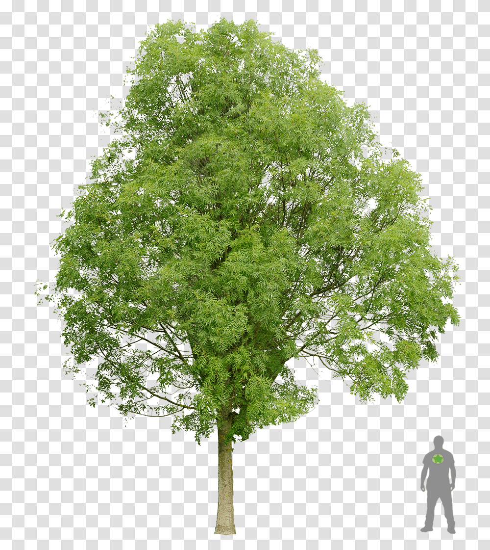 Frne Commun Architecture Layout Architecture Graphics Norway Maple Tree, Plant, Tree Trunk, Vase, Jar Transparent Png