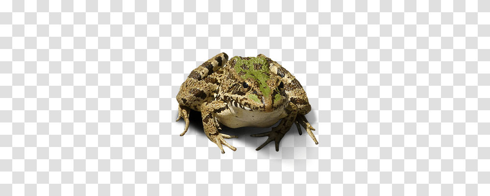 Frog Toad, Amphibian, Wildlife, Animal Transparent Png