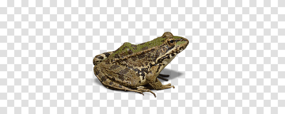 Frog Lizard, Reptile, Animal, Amphibian Transparent Png