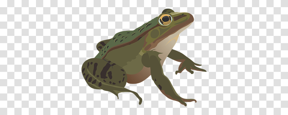 Frog Nature, Amphibian, Wildlife, Animal Transparent Png