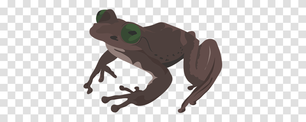 Frog Nature, Animal, Wildlife, Amphibian Transparent Png