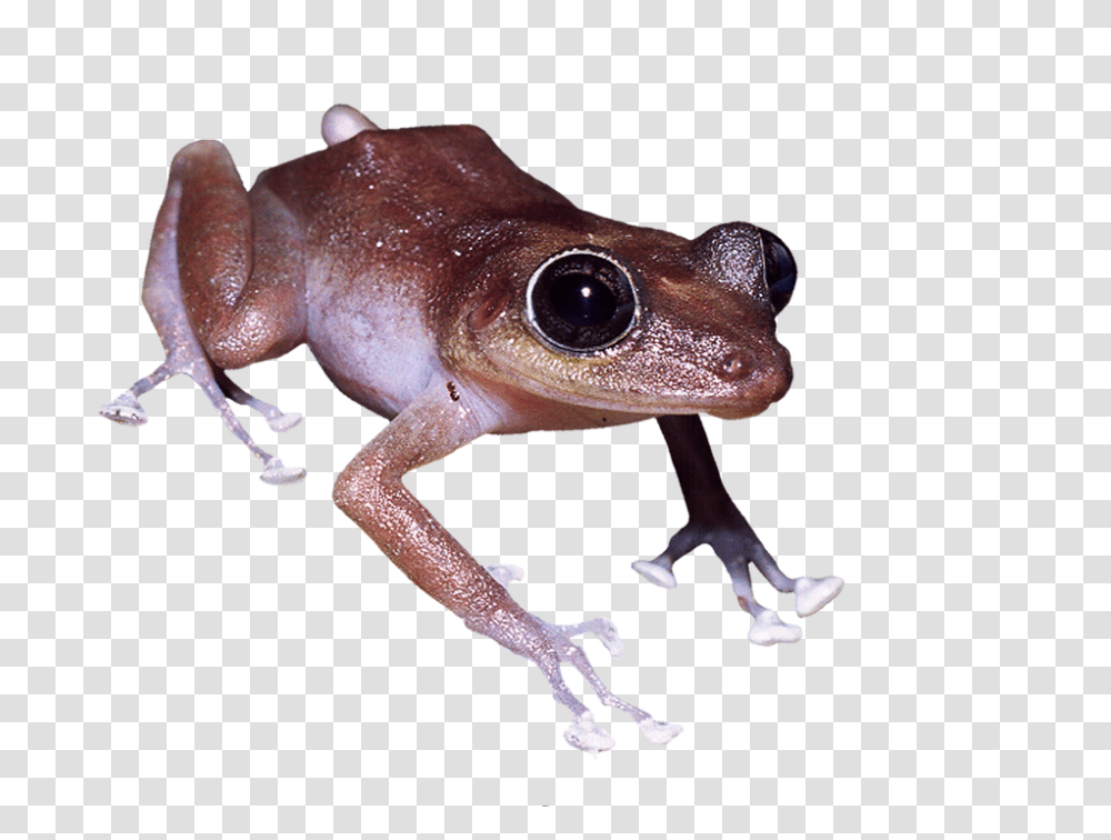 Frog 960, Animals, Amphibian, Wildlife, Lizard Transparent Png