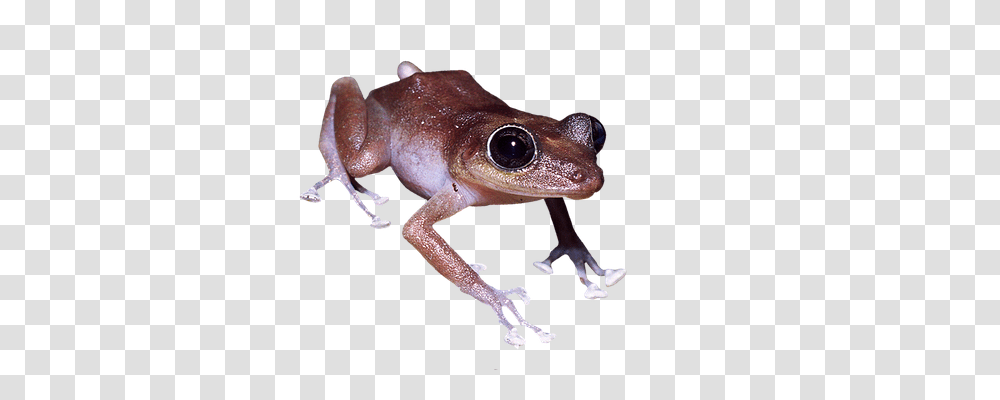 Frog Nature, Amphibian, Wildlife, Animal Transparent Png