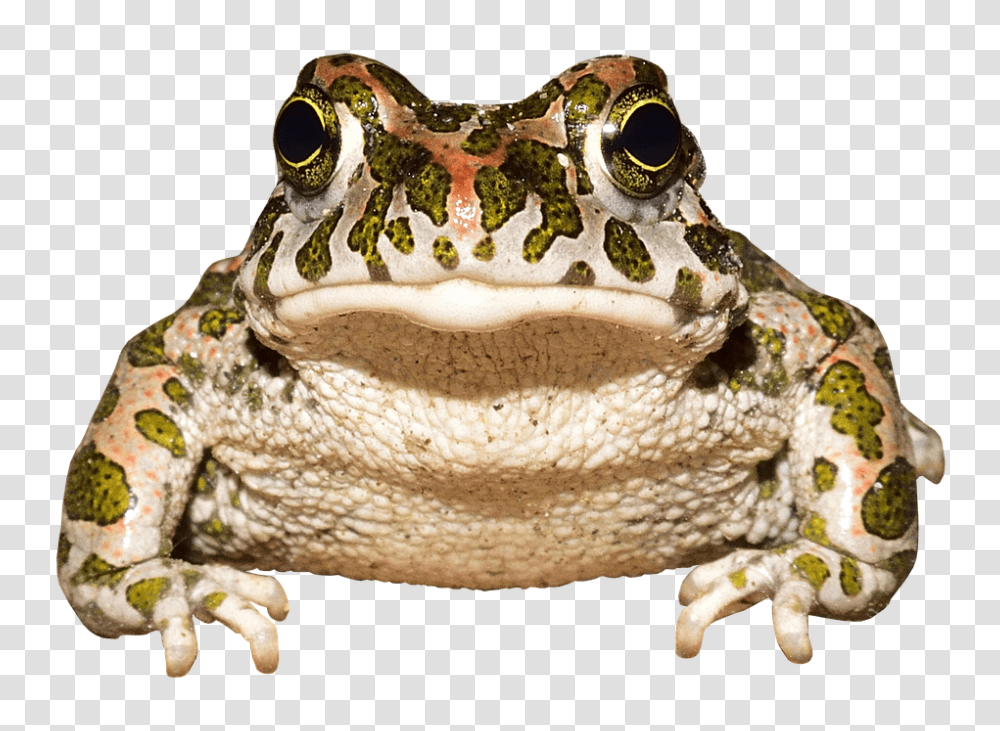 Frog 960, Animals, Toad, Amphibian, Wildlife Transparent Png