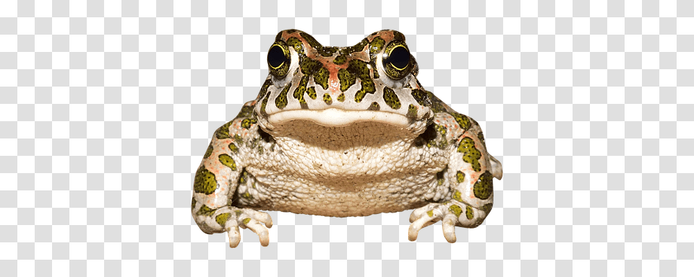 Frog Animals, Amphibian, Wildlife, Toad Transparent Png