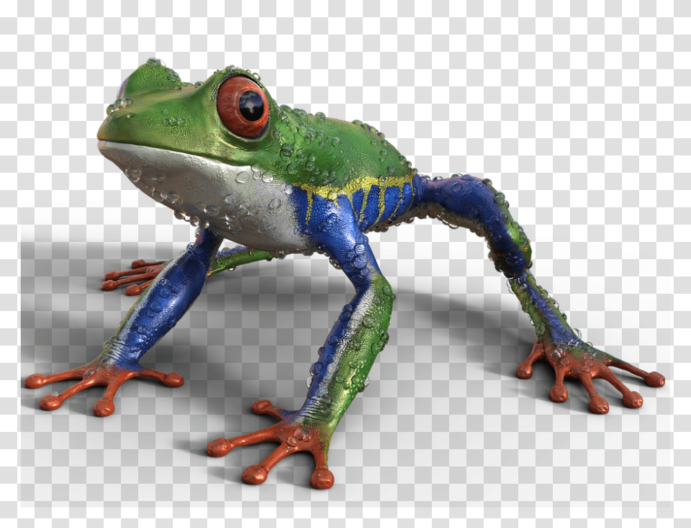 Frog 960, Animals, Lizard, Reptile, Amphibian Transparent Png