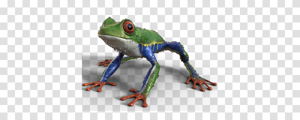 Frog Nature, Lizard, Reptile, Animal Transparent Png