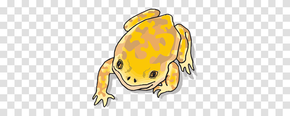 Frog Nature, Animal, Amphibian, Wildlife Transparent Png