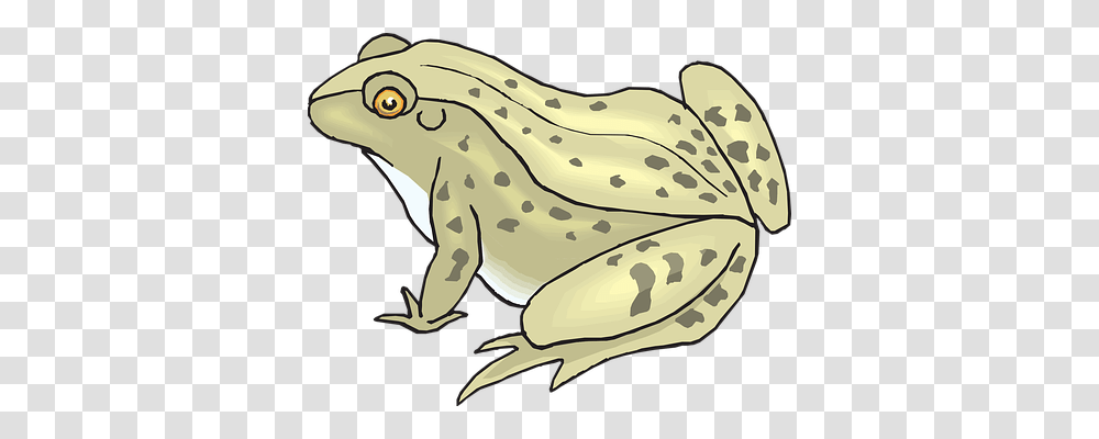 Frog Nature, Wildlife, Animal, Toad Transparent Png