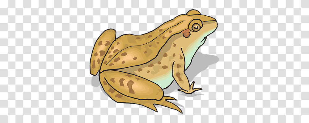 Frog Nature, Wildlife, Animal, Amphibian Transparent Png