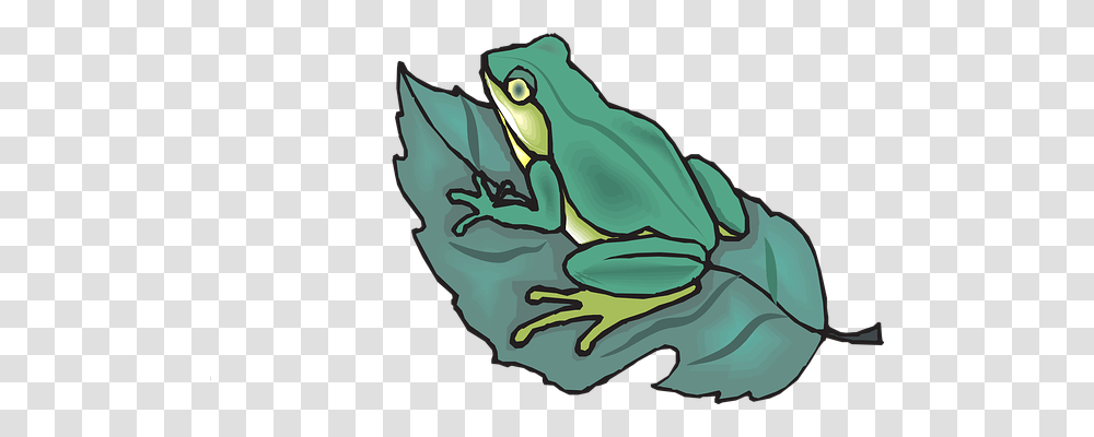 Frog Nature, Amphibian, Wildlife, Animal Transparent Png