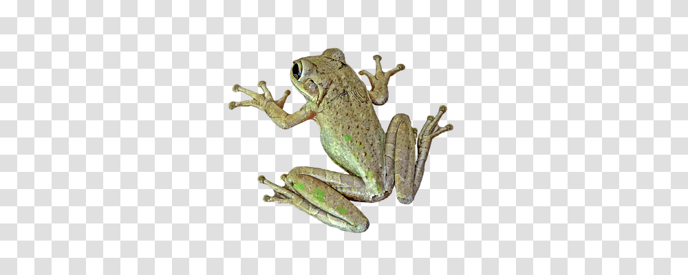 Frog Animals, Amphibian, Wildlife, Lizard Transparent Png