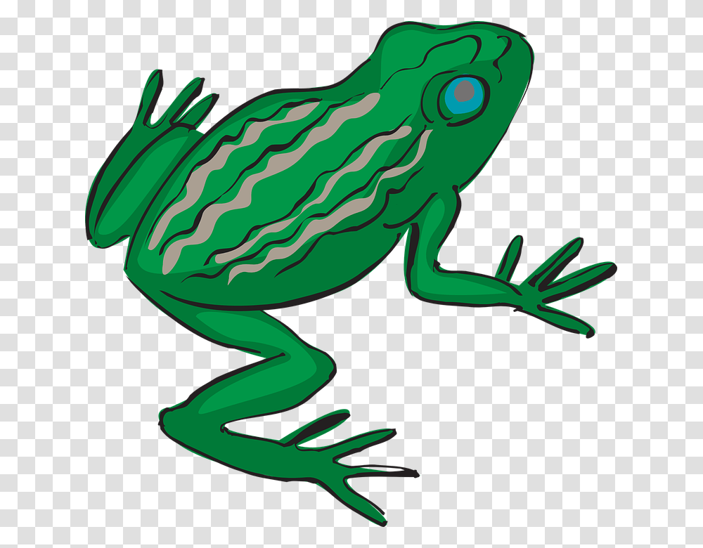 Frog Amphibian Tropical Rainforest Exotic Nature Rain Forest Frog Background, Animal, Wildlife, Tree Frog Transparent Png