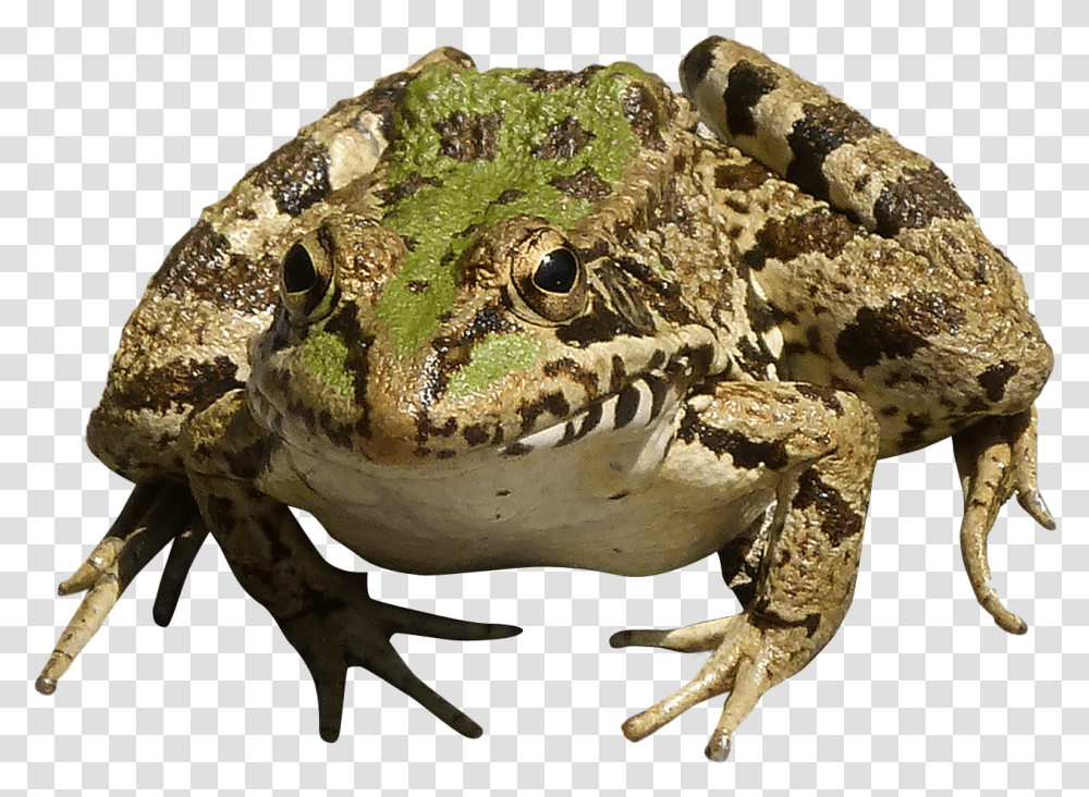 Frog, Amphibian, Wildlife, Animal, Fungus Transparent Png