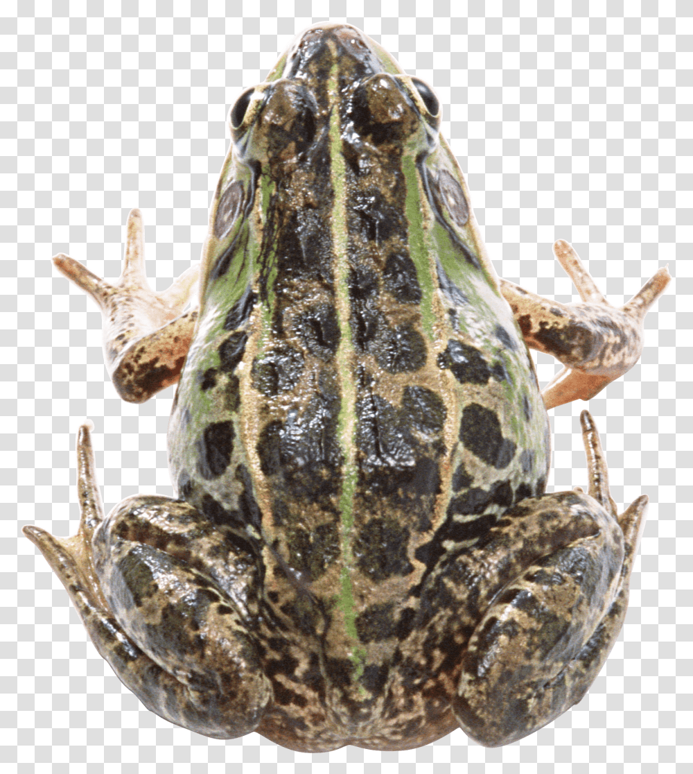 Frog, Amphibian, Wildlife, Animal, Toad Transparent Png