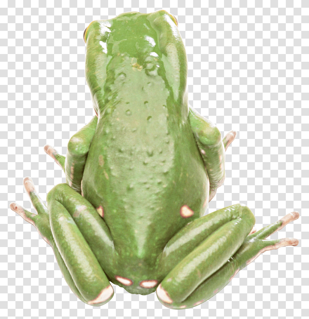 Frog, Amphibian, Wildlife, Animal, Tree Frog Transparent Png